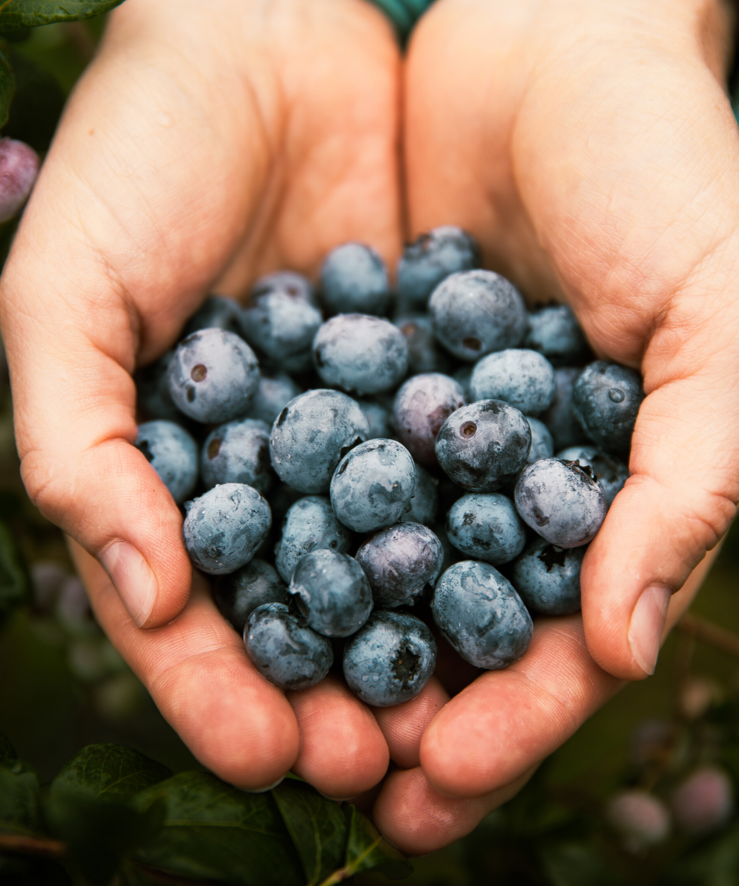 Sanhelios Augenwohl Kapseln 60 St. - Sanhelios-Shop