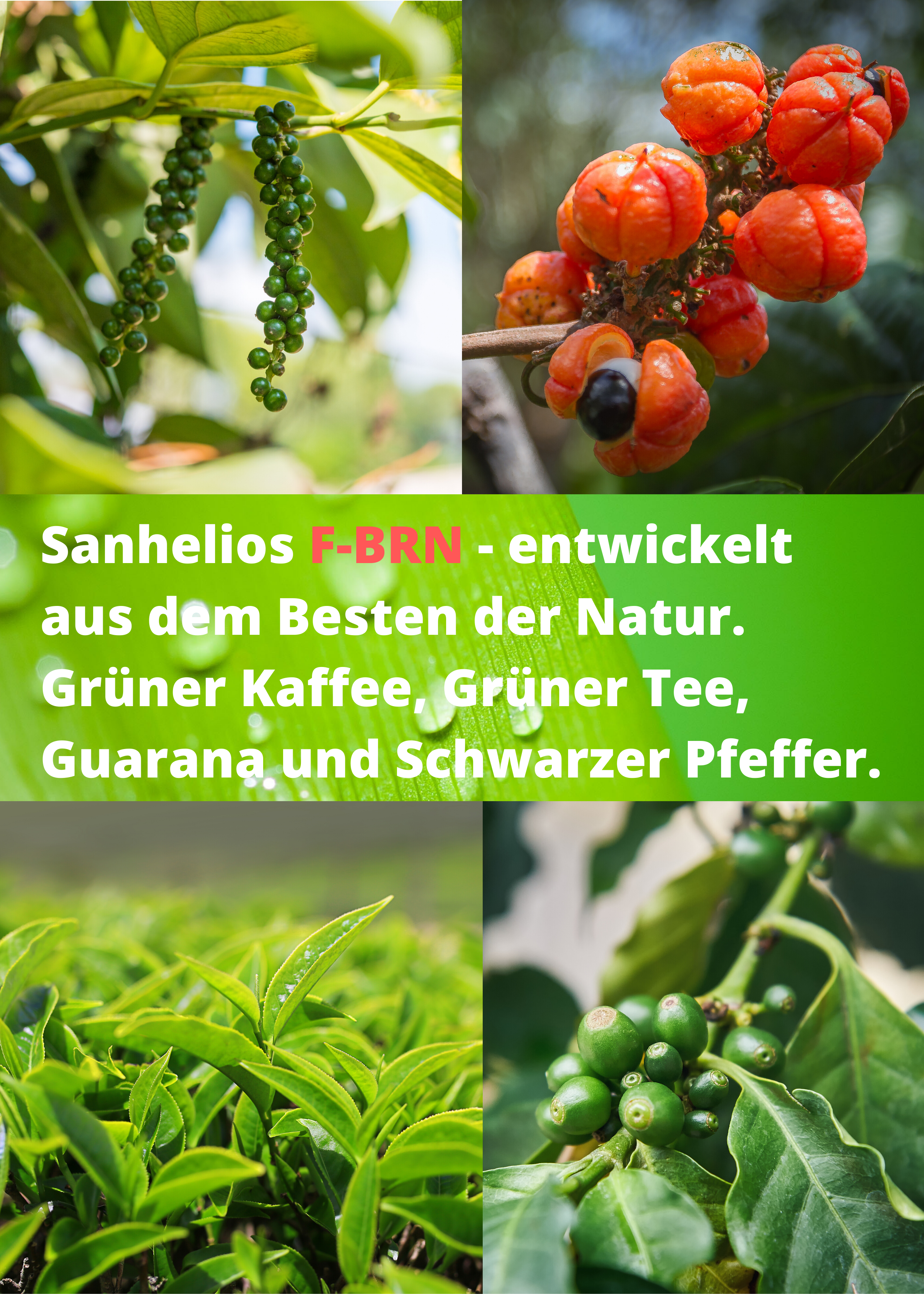 Sanhelios F-BRN Kapseln 100 Stück - Sanhelios-Shop